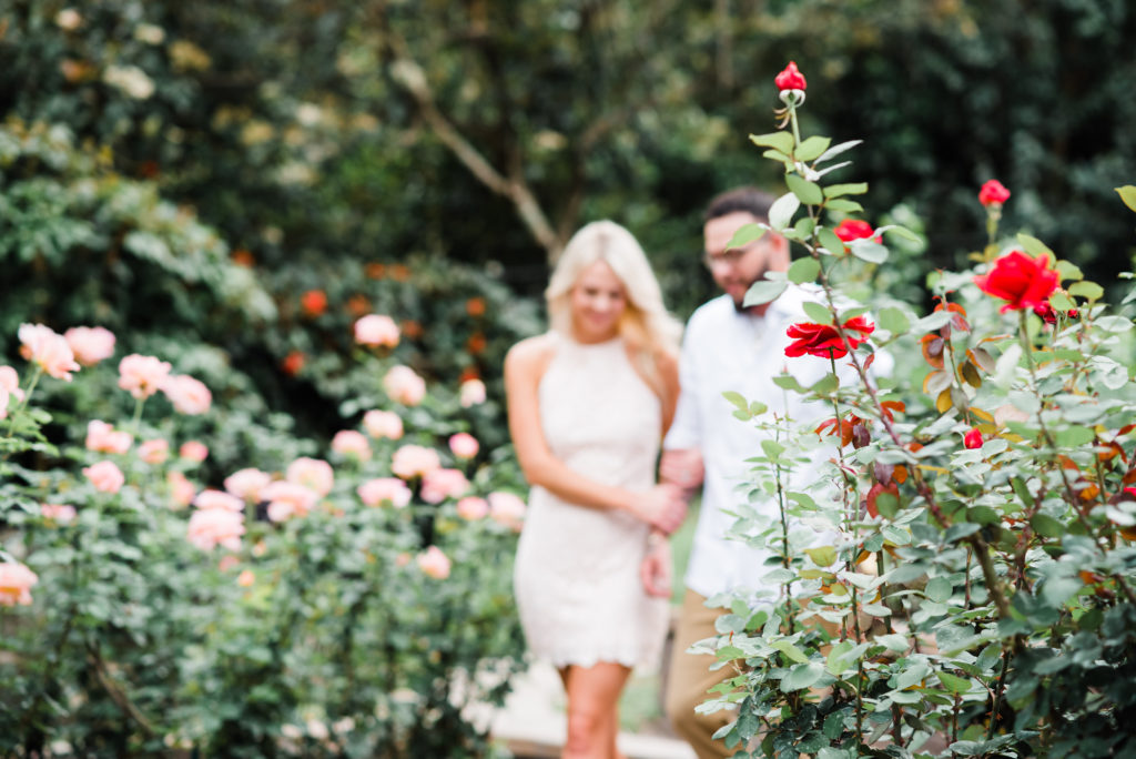 couple walks through the red and pink rose garden in washington oaks in palm coast florida 
photo by Chabeli Woolsey of Black Tie & Co www.btcweddings.com